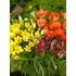 Mixed Single Tulips Bulbs (25 Pack)