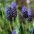 Muscari Latifolium Bulbs (25 Pack)