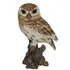 Real Life Little Owl D