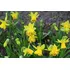 Tête à Tête Bouclé Bulbs (50 Pack)