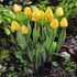 Tulip Single Golden Apeldoorn Bulbs (10 Pack)