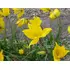 Tulip Species Sylvestris Bulbs (15 Pack)