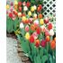 Venus Single Tulip Mix Bulbs (10 Pack)