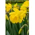 Yellow Trumpet Daffodils Mix Bulbs (4kg Pack)