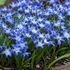 Chionodoxa Luciliae Bulbs (20 Pack)