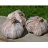 Primor Garlic Bulbs (2 Pack)
