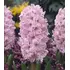 Hyacinth Fondant Bulbs (3 Pack)