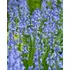 Bluebell Non Scripta Dutch Grwn Bulbs (35 Pack)