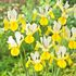 Iris Hollandica Symphony Bulbs (20 Pack)