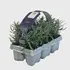 Lavandula Angustifolia 6-Pack P9 20cm