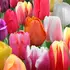 Apollo Tulip Mix Bulbs (8 Pack)