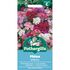 PHLOX Brilliancy Mr Fothergills Seeds