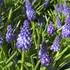 Muscari Emmy Bulbs (15 Pack)