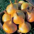 Onion Sets "SENSHYU YELLOW" (75 Pack)