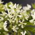 Trachelospermum Jasminoides