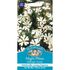 NIGHT PHLOX Midnight Candy Mr Fothergills Seeds