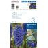 Hyacinth Delft Blue Bulbs