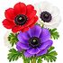 Anemone De Caen Bulbs