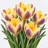 Crocus Gipsy Girl Bulbs