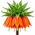 Fritillaria Imperialis Aurora Bulbs