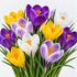 Crocus Large Mixed Bulbs