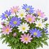 Anemone Blanda Mixed Bulbs