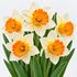 Narcissus Berlin Daffodil Bulbs