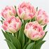 Tulip Angelique Bulbs