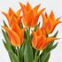 Tulip Ballerina Bulbs