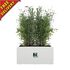 Long Garden Planter