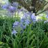 Agapanthus Umbellatum (Blue)