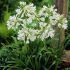 Agapanthus Umbellatum (White)