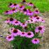 Echinacea Purpurea