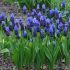 Muscari Bulbs (Muscari Latifolium)