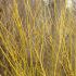 Yellow Stemmed Dogwood Plants