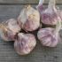 Garlic Bulbs