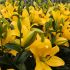 Lily Bulbs (Yellow)