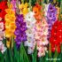 Mixed Gladioli Bulbs