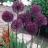 Allium Bulbs