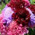 Scabiosa Seeds