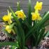 Daffodil Bulbs