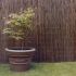 Willow Fencing / Screen