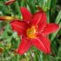 Hemerocallis