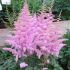 Astilbe Fanal