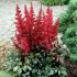 Astilbe