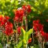 Canna Lily