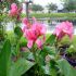 Canna Indica