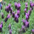 Lavender Seeds