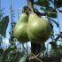 Pear Tree