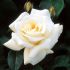 White Rose Plant